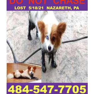 Lost Dog Madison