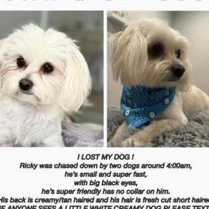 Lost Dog Ricky