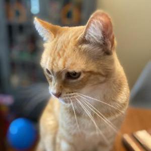 Lost Cat Julius “Kitty”