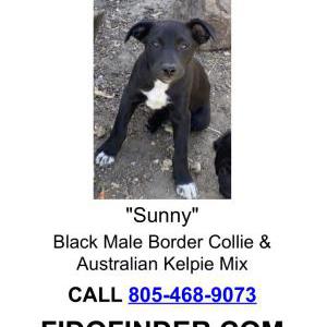 Lost Dog Sunny