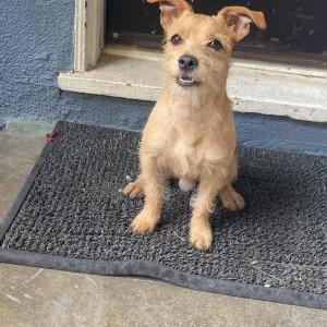 Found Dog Unknown