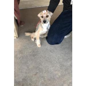 Lost Dog Chiquis