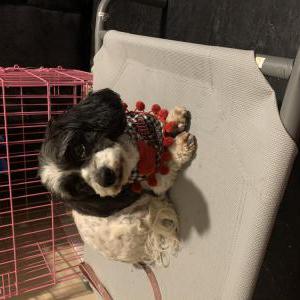Lost Dog Chata