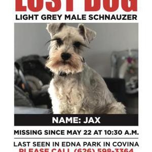 Lost Dog Jax