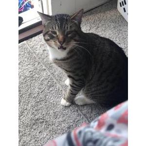 Lost Cat Sparky