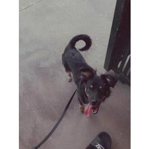 Lost Dog Nany
