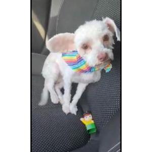 Lost Dog Stella