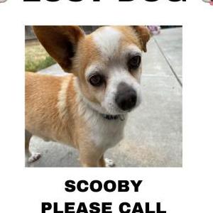 Lost Dog Scooby