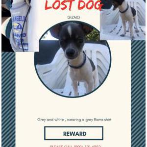 Lost Dog Gizmo