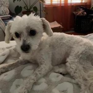 Lost Dog Gigi