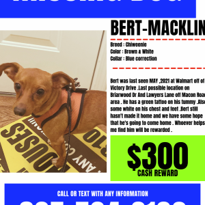 Lost Dog Bert