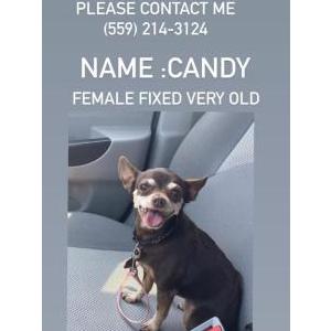 Lost Dog Candy