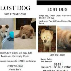 Lost Dog Bella Chow Chow Tan