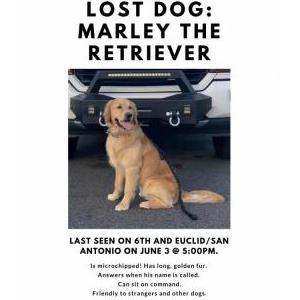 Lost Dog Marley