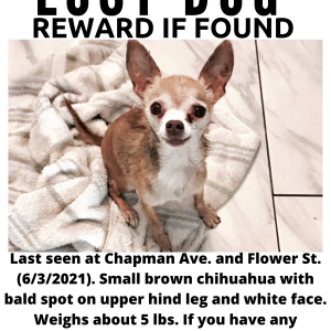 Lost Dog Brownie