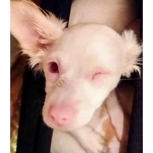 2nd Image of Maya, Lost Dog