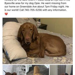 Lost Dog Opie