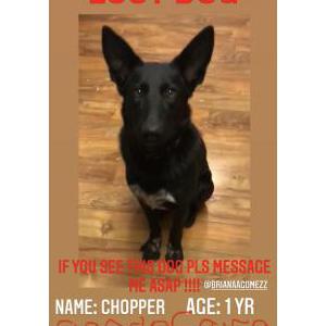 Lost Dog Chopper