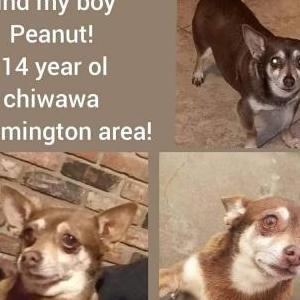 Lost Dog Peanut