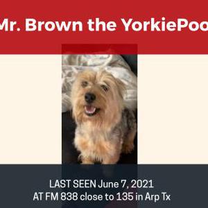 Lost Dog Mr Brown