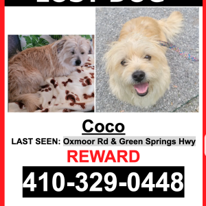 Lost Dog Coco