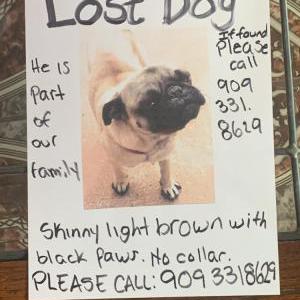 Lost Dog Cinnamon