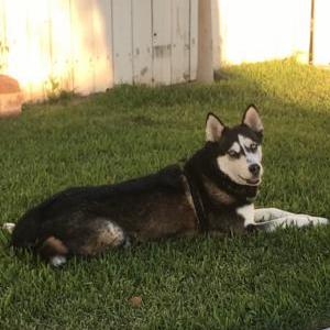 Lost Dog Mishka