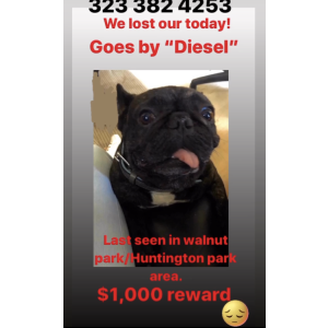 Lost Dog Diesel