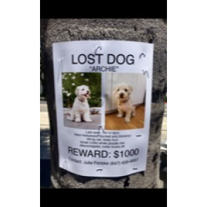 Lost Dog Archie