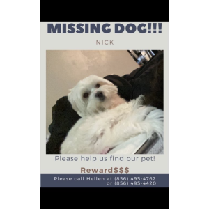 Lost Dog Nick