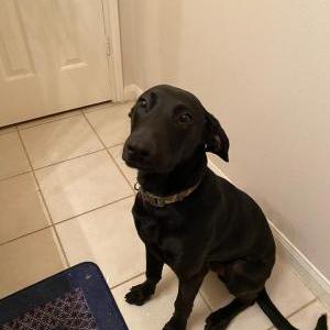 Lost Dog Zeus