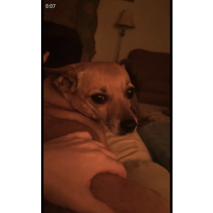Lost Dog Hunnie