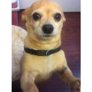 Lost Dog Chico