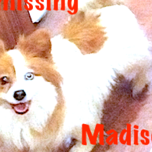 Lost Dog madison