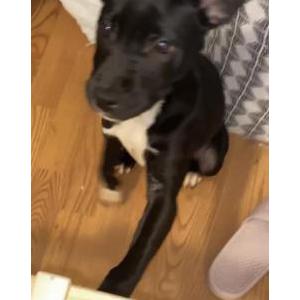 Lost Dog Midnight