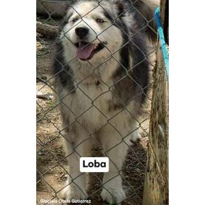 Lost Dog Loba