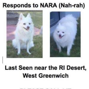 Lost Dog Nara