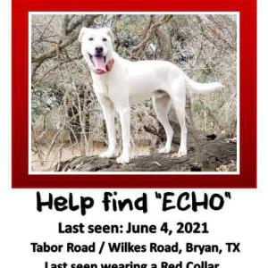 Lost Dog Echo