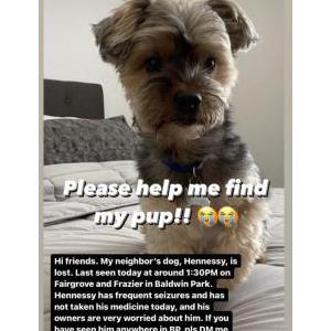 Lost Dog Hennessy