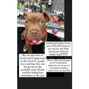 Lost Dog Ivy