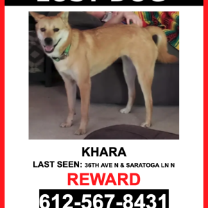 Lost Dog Khara