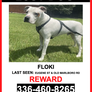 Lost Dog Floki