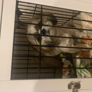 Found Dog Unknown