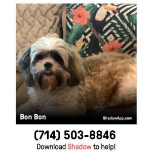 Lost Dog Bon Bon