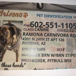 Lost Dog Ramona