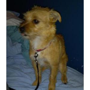 Lost Dog Honey