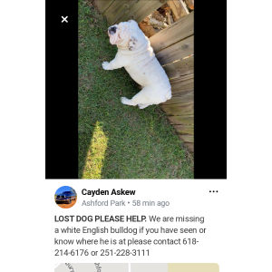 Lost Dog Jax