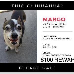 Lost Dog Mango