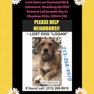 Lost Dog Logan