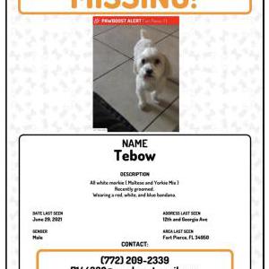 Lost Dog Tebow